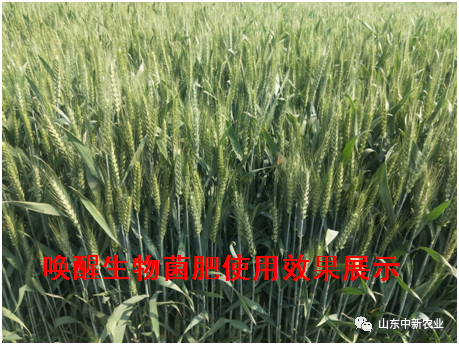 20200514104629_98386 78m威九国际(集团)中国区有限公司-BinG百科