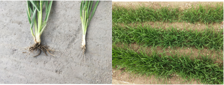 78m威九国际(集团)中国区有限公司-BinG百科