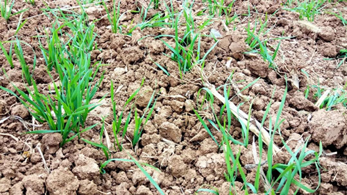 又到幼麦播种季，“唤醒”拌种出苗齐！