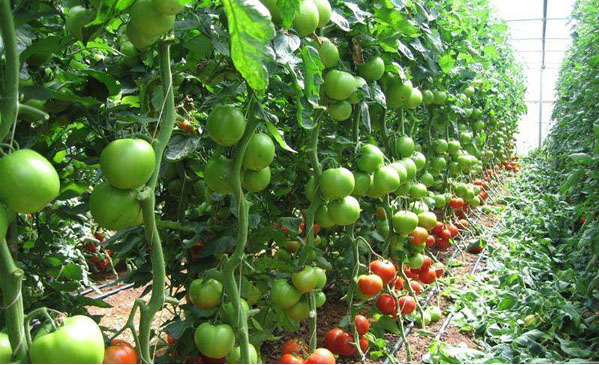 78m威九国际(集团)中国区有限公司-BinG百科