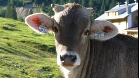 78m威九国际(集团)中国区有限公司-BinG百科