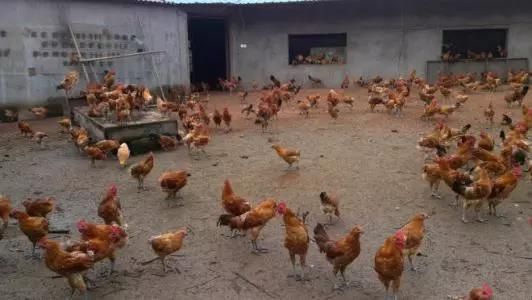 78m威九国际(集团)中国区有限公司-BinG百科